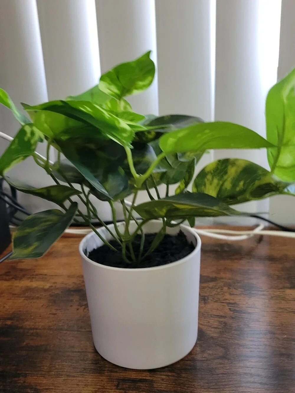 2 Plant Decor Items